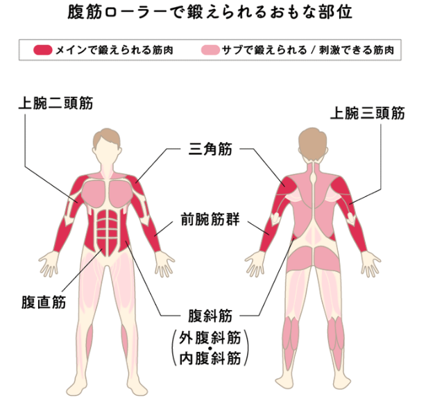 身体の前と後ろの筋肉を表したイラスト：腹筋ローラーで鍛えられる部位を色で表示