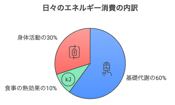 基礎代謝の内訳の円グラフ