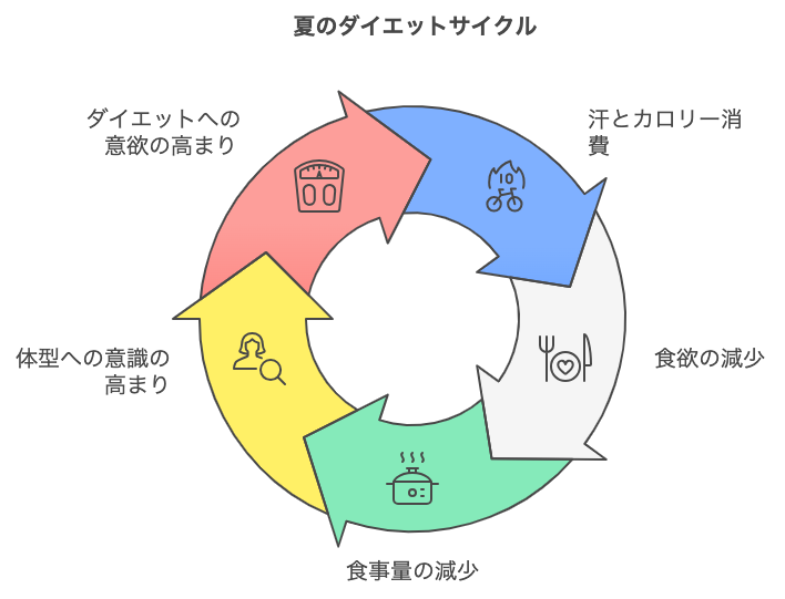 夏のダイエットサイクルを円で図形化