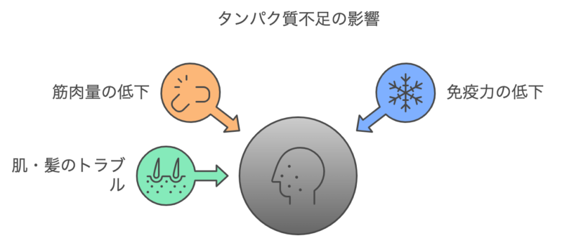 タンパク質不足の影響の図解